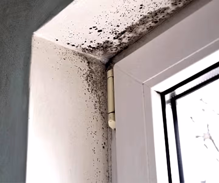 Black mold can be seen growing on the inside of a window. If you find mold, call SERVPRO for information about our mold abatement and mold remediation services. 