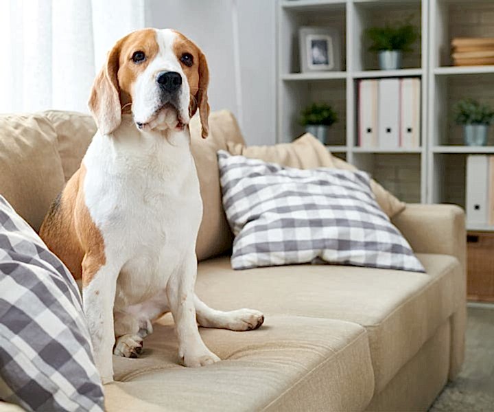 Dog sitting on the couch in a living room